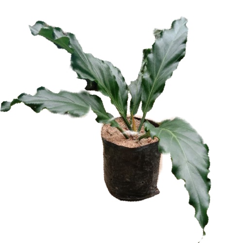 Tanaman hias gelombang cinta ukuran jumbo