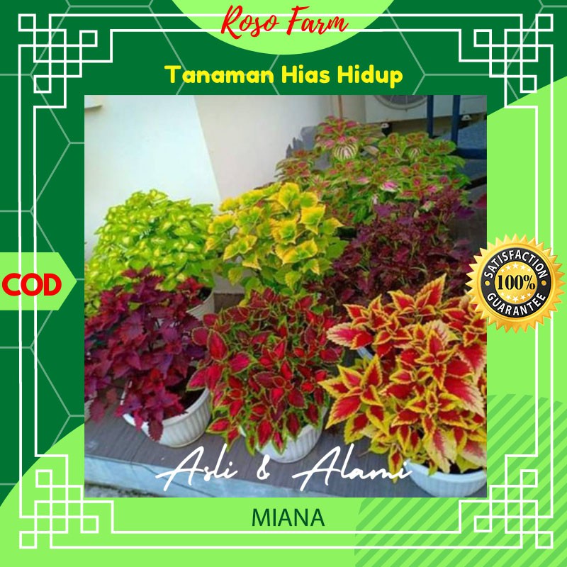 Bunga Miana Kebun Berkebun Bibit Benih Bunga Kembang Tanaman Hias Asli Alami Hidup