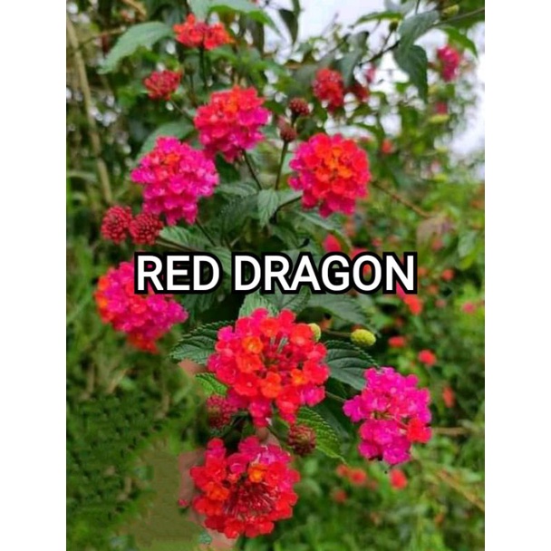 LANTANA RED DRAGON(Bunga terbesar)