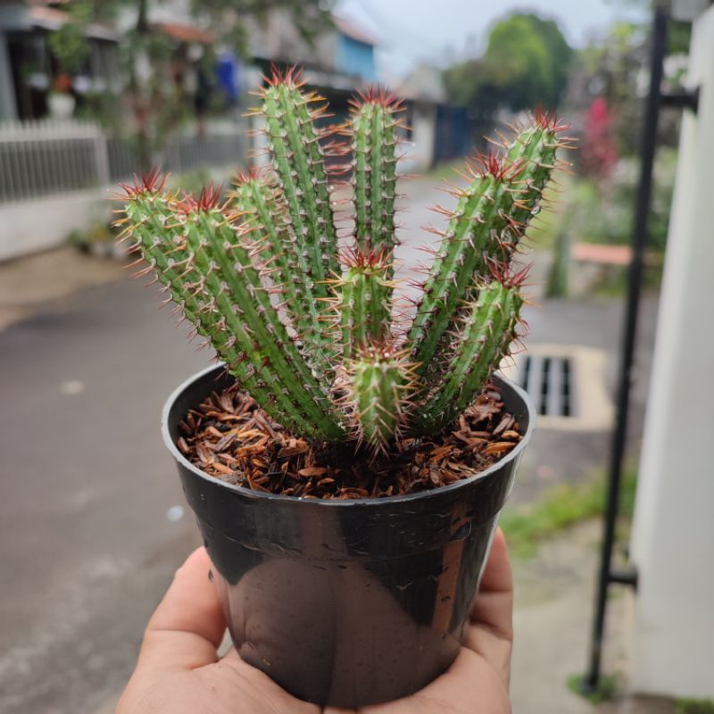 Euphorbia Baioensis Cluster | DP 10cm