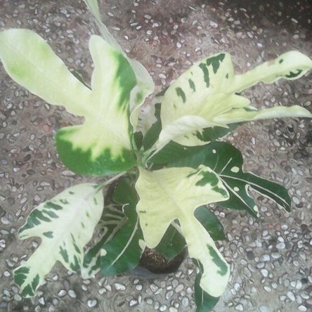 Tanaman Puring Terang Bulan Cantik/ Tanaman Hias PuringTerang Bulan/Pohon Puring Terang Bulan Bagus/