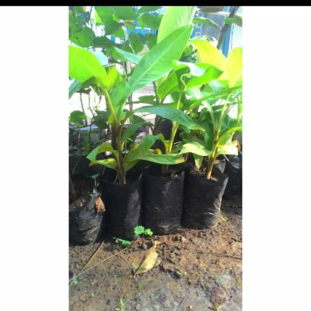 Bibit pisang kepok kuning super