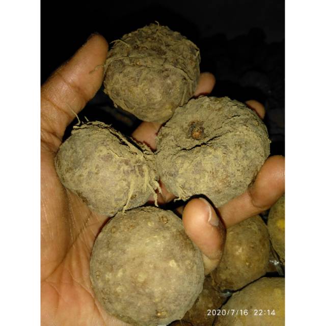 PORANG BIBIT PORANG ISI 10 BUTIR | BIBIT UMBI PORANG ASLI DORMEN 500GRAM