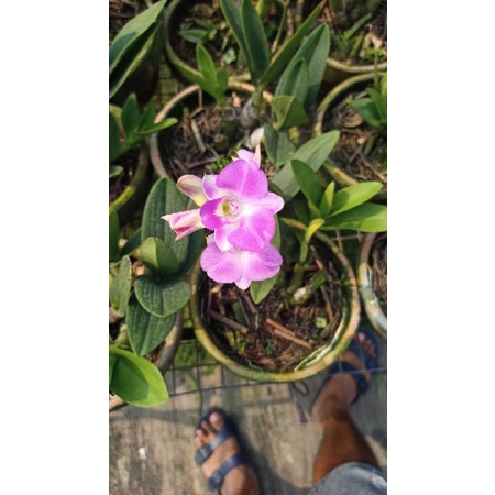 Anggrek dendrobium mini