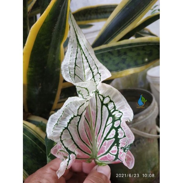 caladium pink simphony Thai beauty atau wayang tanaman hias keladi