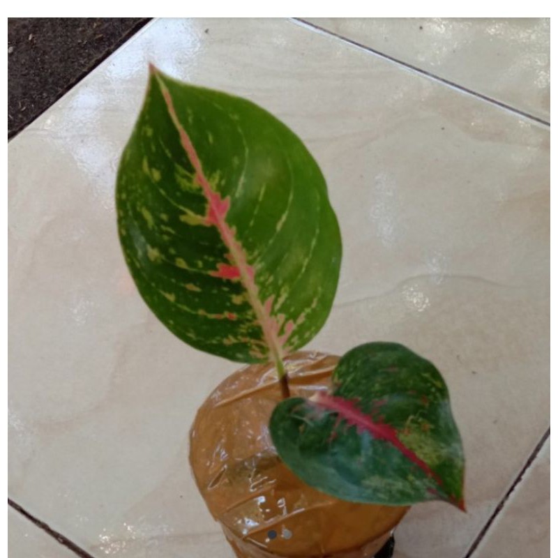 Tanaman hias aglonema Big Papa(anakan)