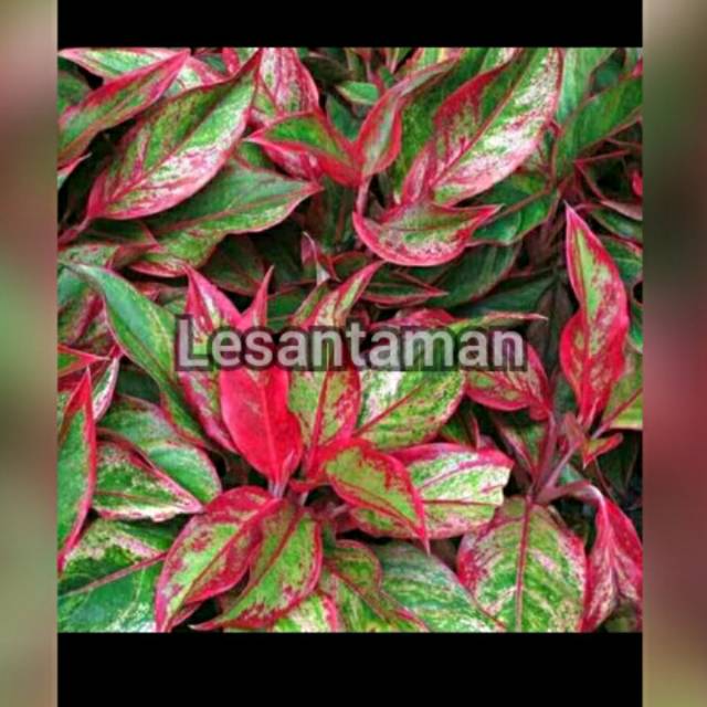 Aglonema red ruby/tanaman aglonema red ruby