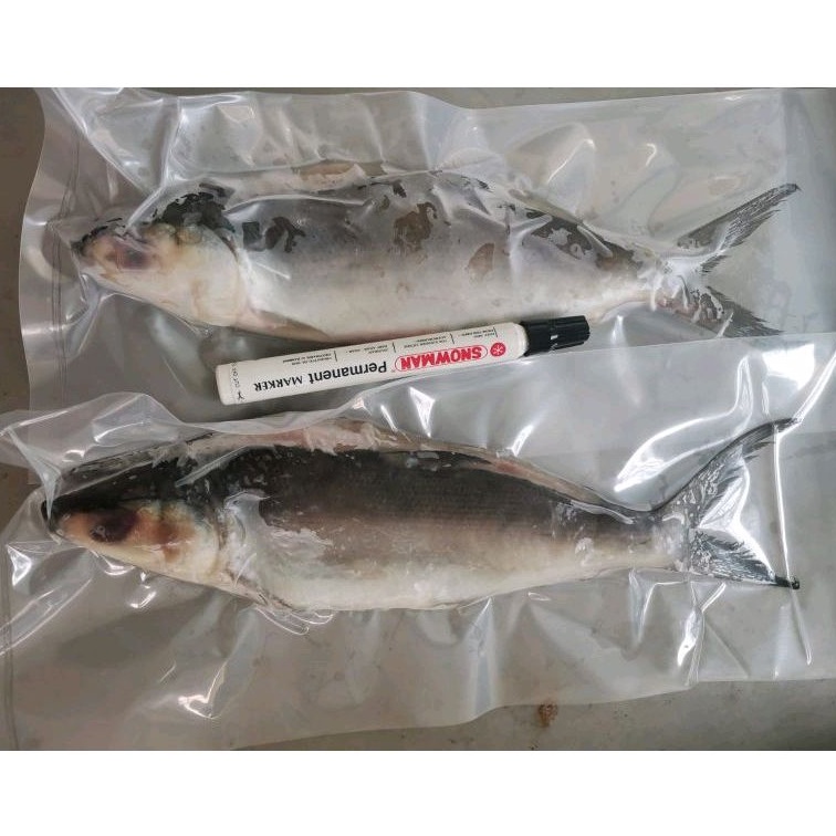 

Best Seller Ikan Bandeng SUPER Tanpa Duri Vacum