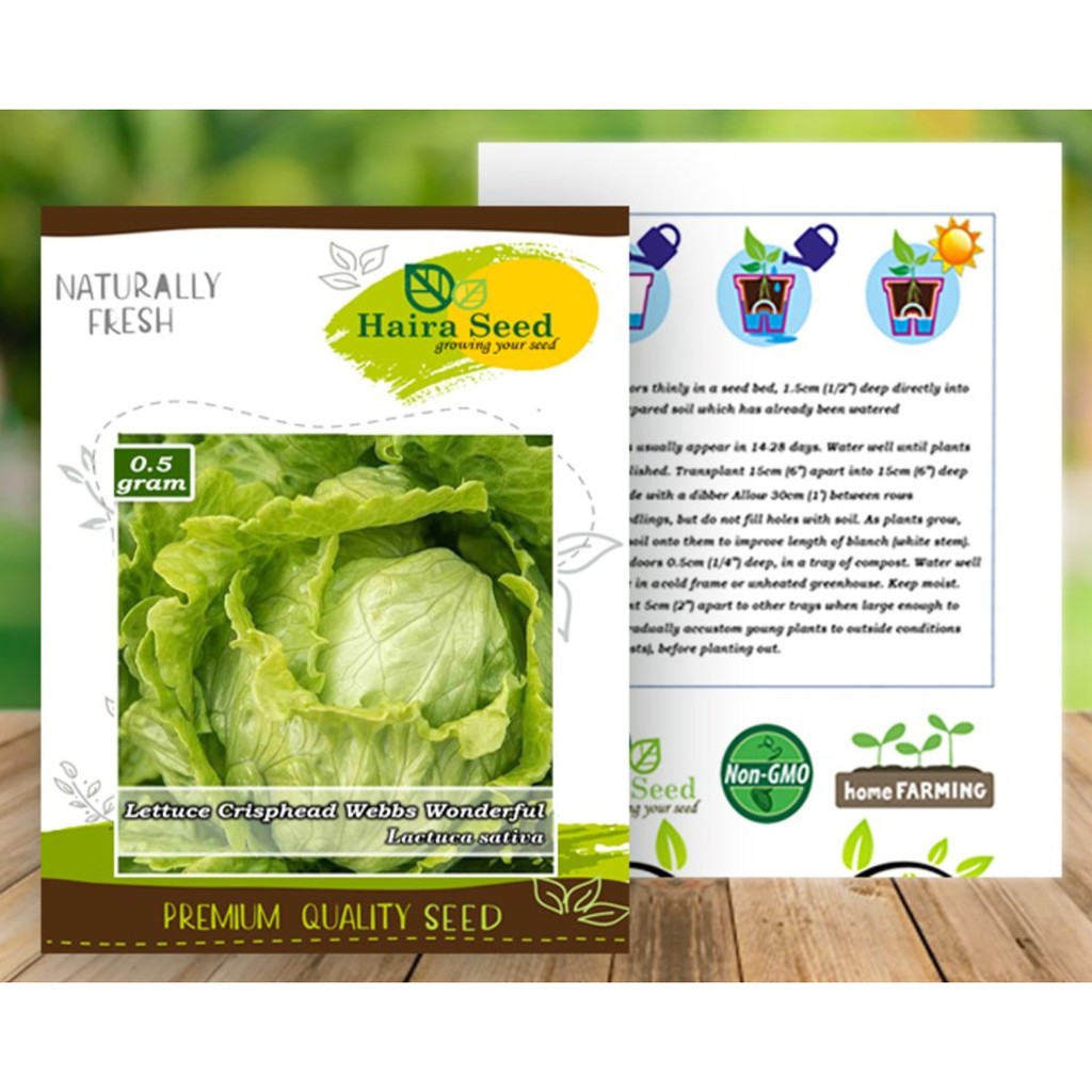 Benih Bibit Daun Selada Crispy/Lettuce Webbs Wonderful Haira Seed (0,5 Gram)