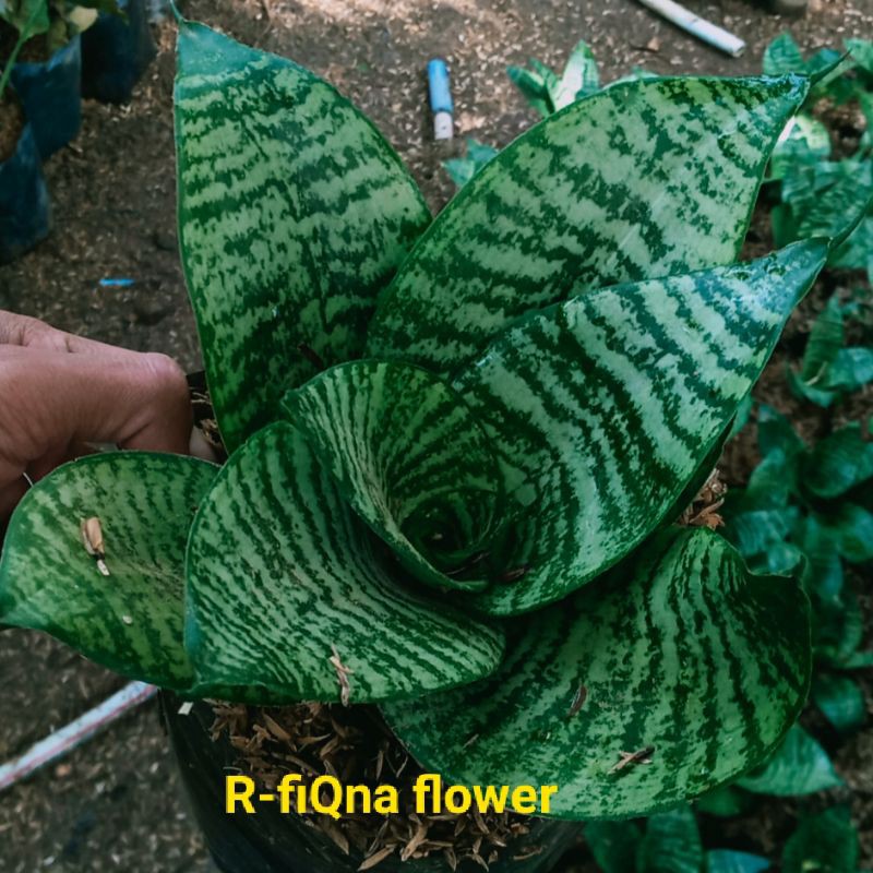 sensivera gereen/tanaman sensivera/tanaman hias/sensivera mini