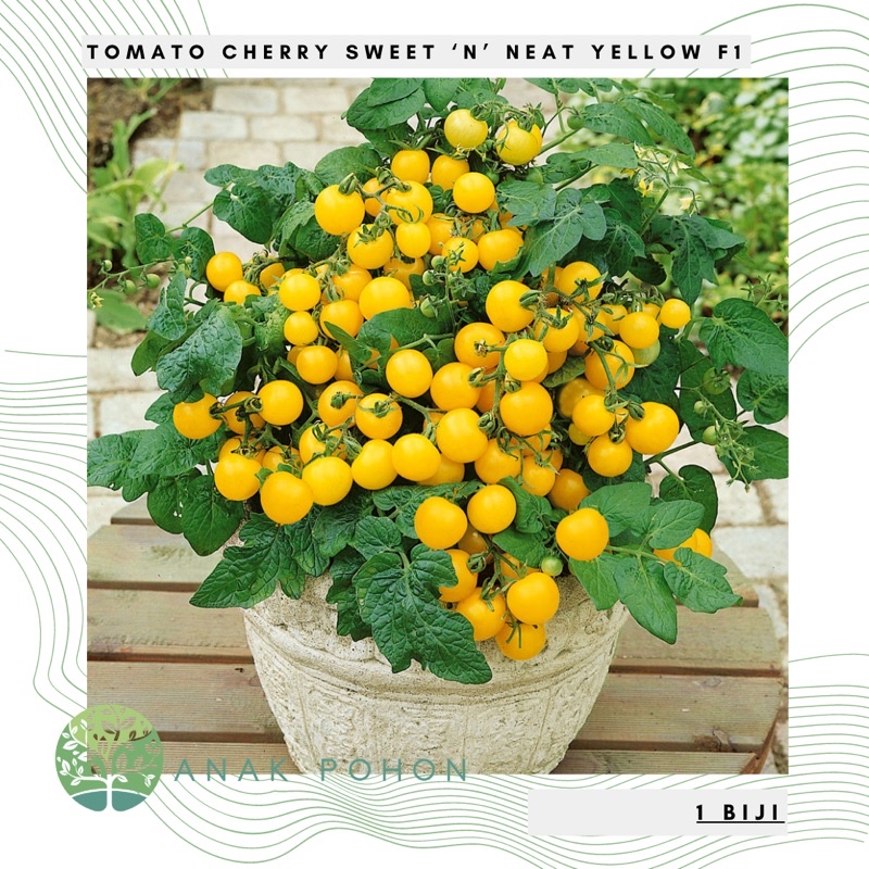 Benih Bibit Biji - Tomato F1 Sweet 'n' Neat Yellow Seeds - IMPORT