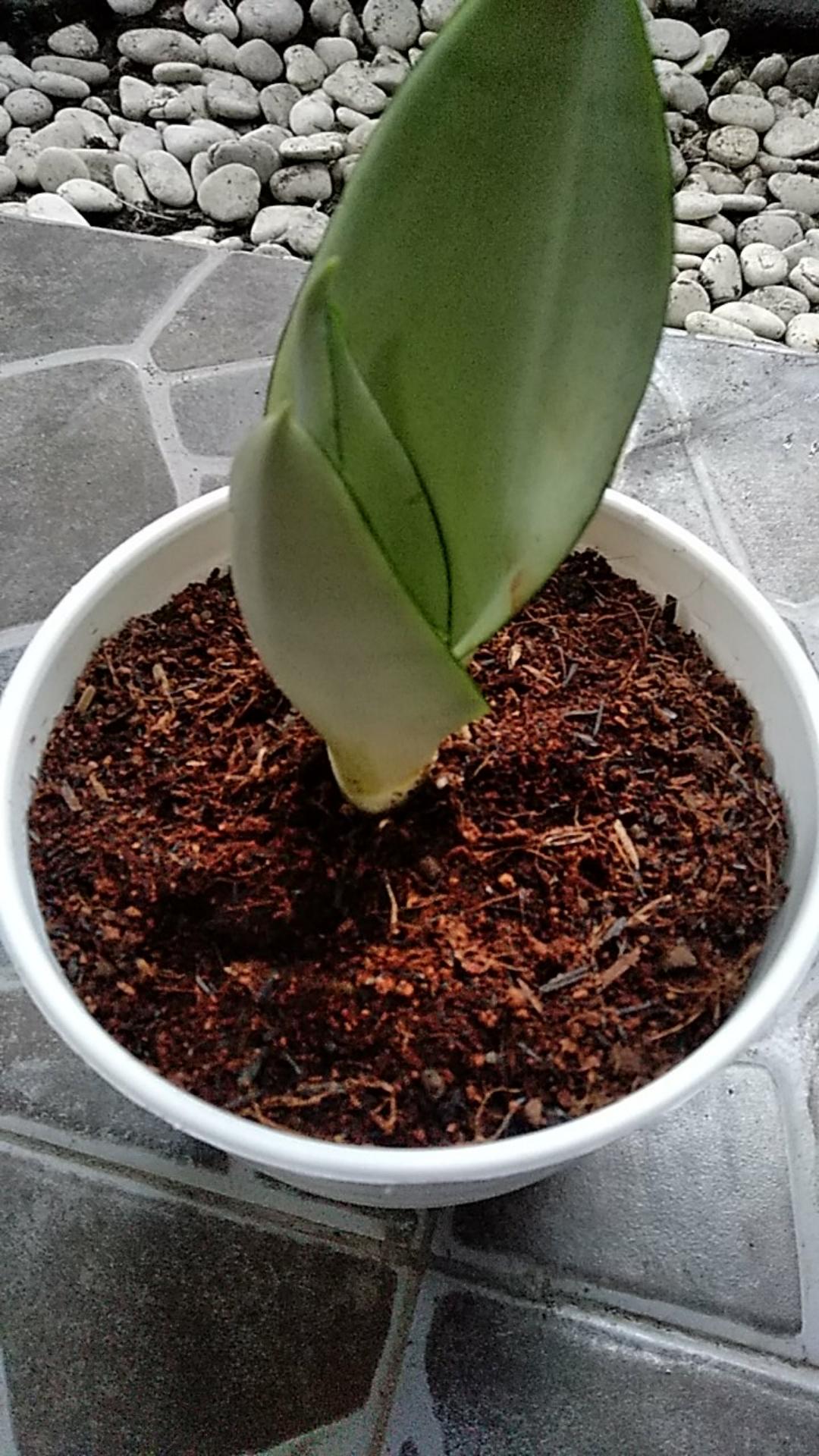 Sanseviera Moon Shine Lidah Mertua Mousen Tanaman Indoor - Nabata