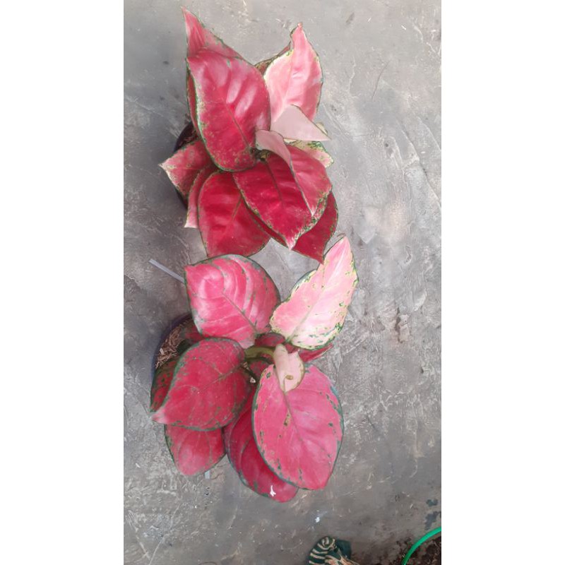 

paket 2 murah meriah black marron dan red anja