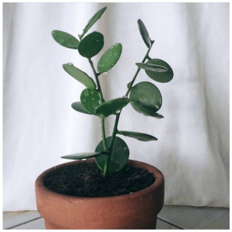 Tanaman Dollar Silver / Sukulen Dollar