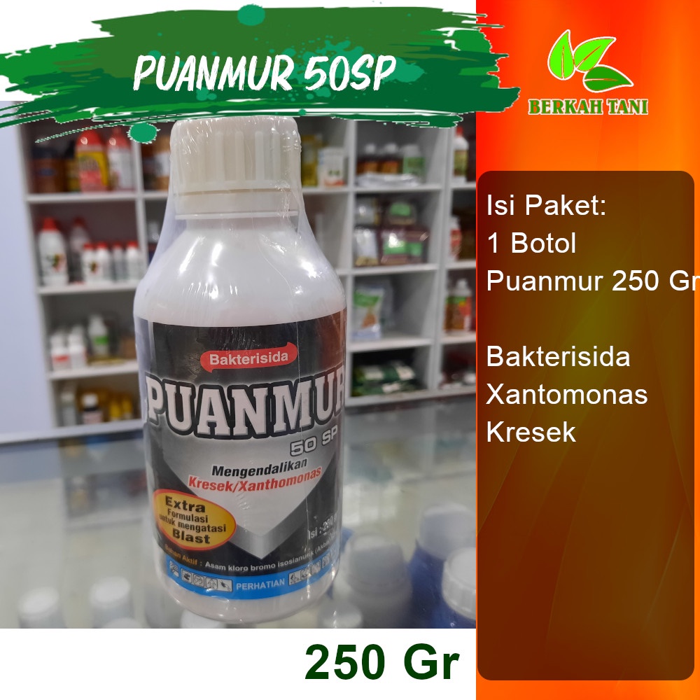 Puanmur 250 Gram Bakterisida Xantomonas