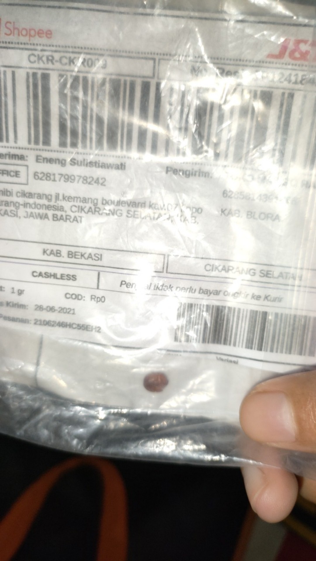 Biji Benih Bidara Arab Sudah Kupasan Siap Semai Isi  1 Biji