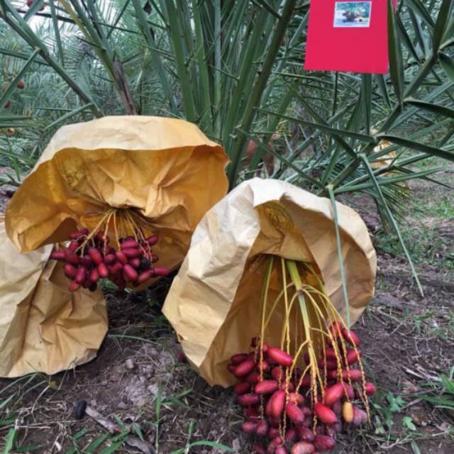 promo termurah Biji benih kurma merah thailand H1