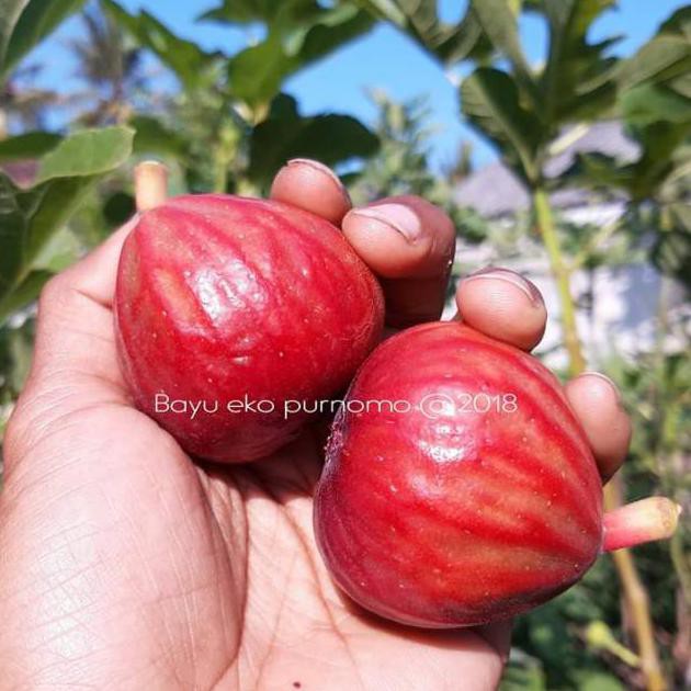 Bibit Buah Tin Salscorleon Fc Berkah