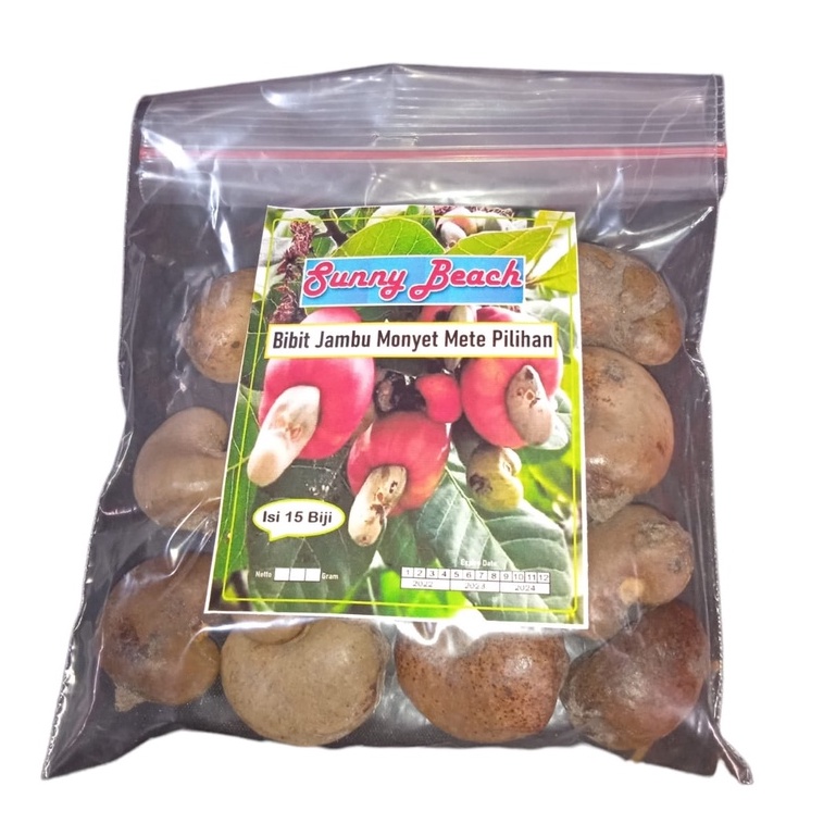 Bibit Jambu Monyet Mete Pilihan|Benih Jambu Mede|Bibit Jambu Mete