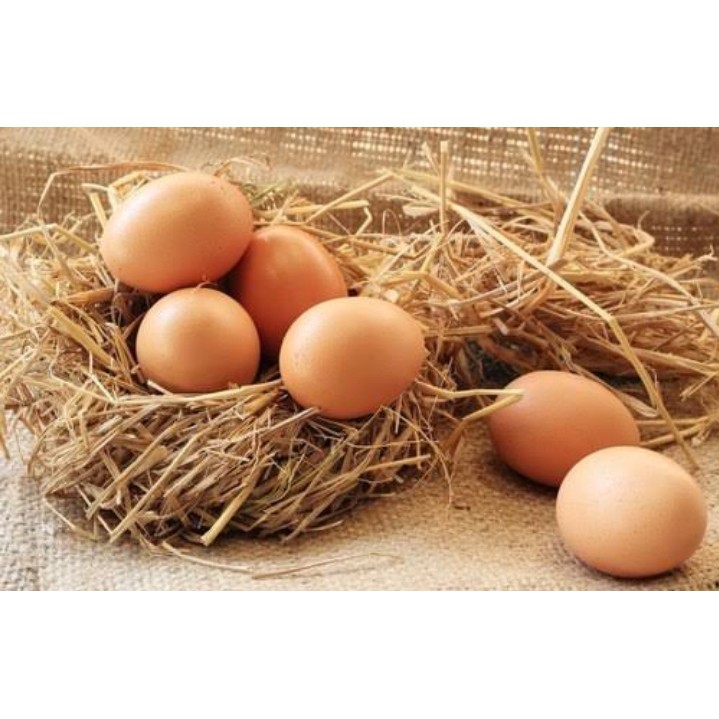 

Telur Ayam MRI