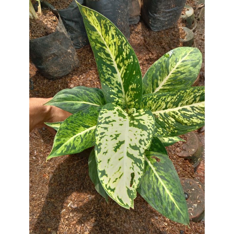 Tanaman hias  Aglonema Diven Tisu Brazil / Diven Brazil