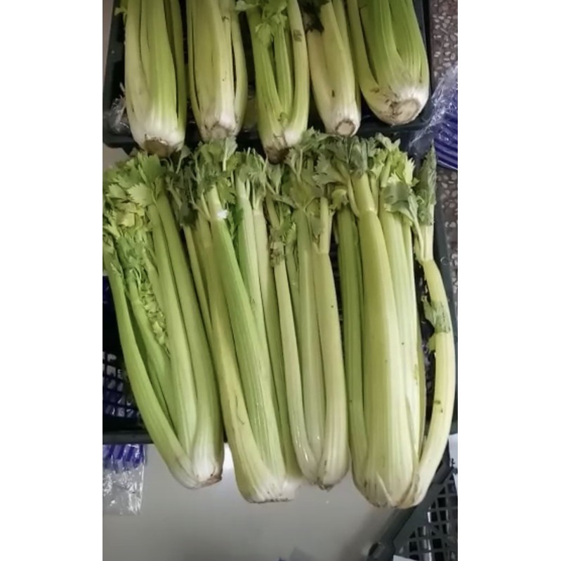 

celery