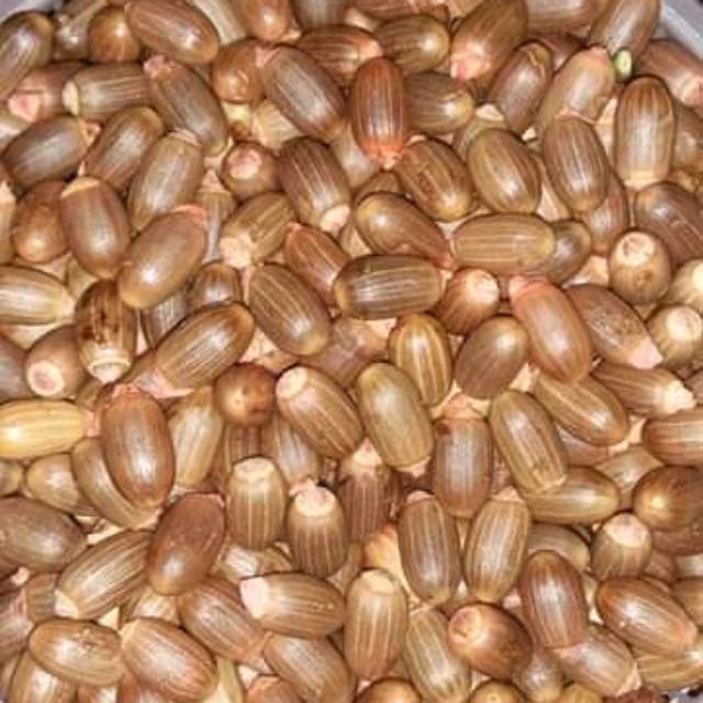 

Biji melinjo 1kg