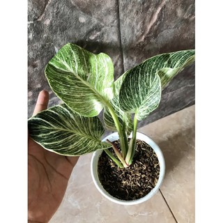 Harga Philodendron Terbaik Oktober 2020 Shopee Indonesia