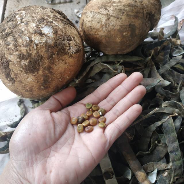 BIJI BENGKOANG / BENIH BENGKOANG / BIBIT BENGKOANG