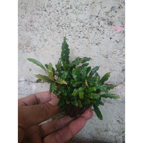 Bucephalandra velvet aquascape onrock /wabikusa