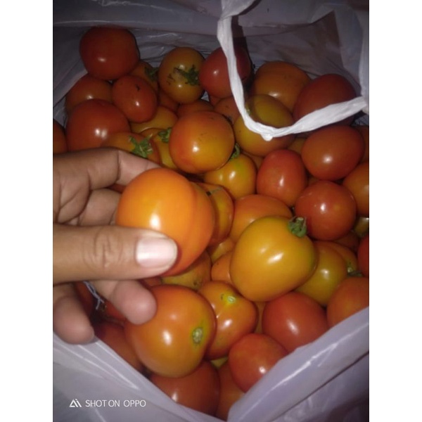 

tomat 1 kg