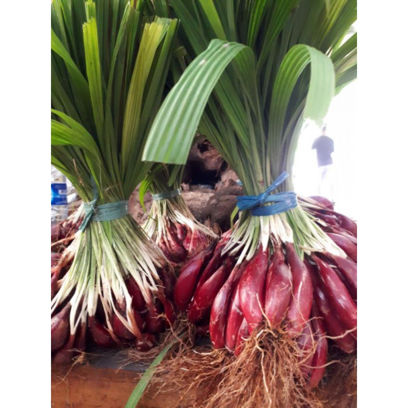 BIBIT HIDUP BRAMBANG DAYAK UNTUK OBAT HERBAL