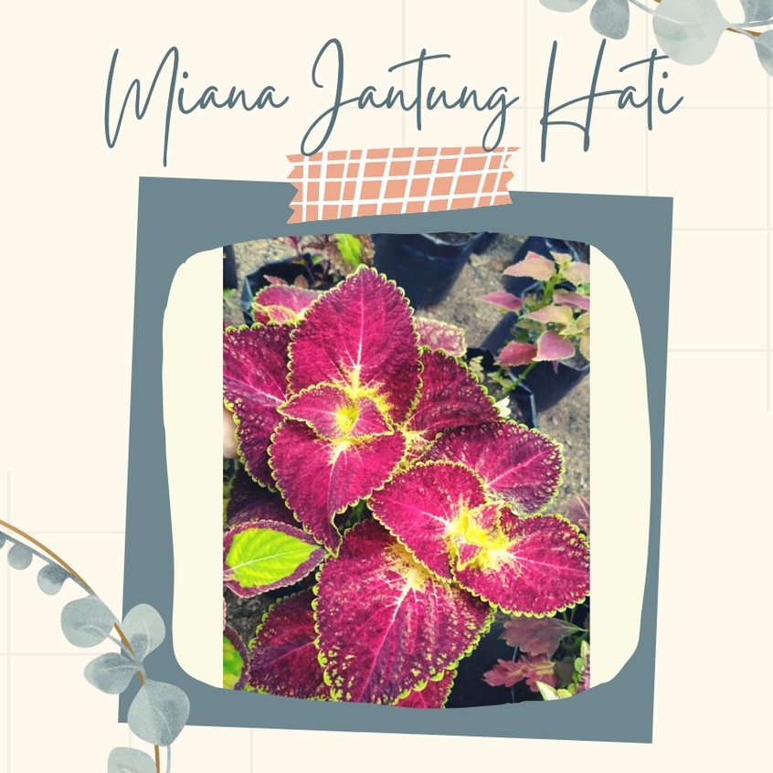 Tanaman Hias Miana Premium Jantung Hati Bunga Miana Premium Jantung Hati Miana Jantung Hati Premium