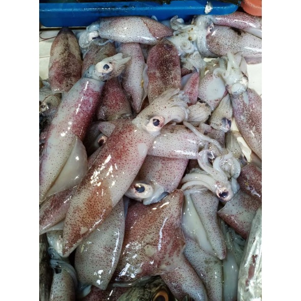 

Cumi basah ukuran sedang / 500 gr