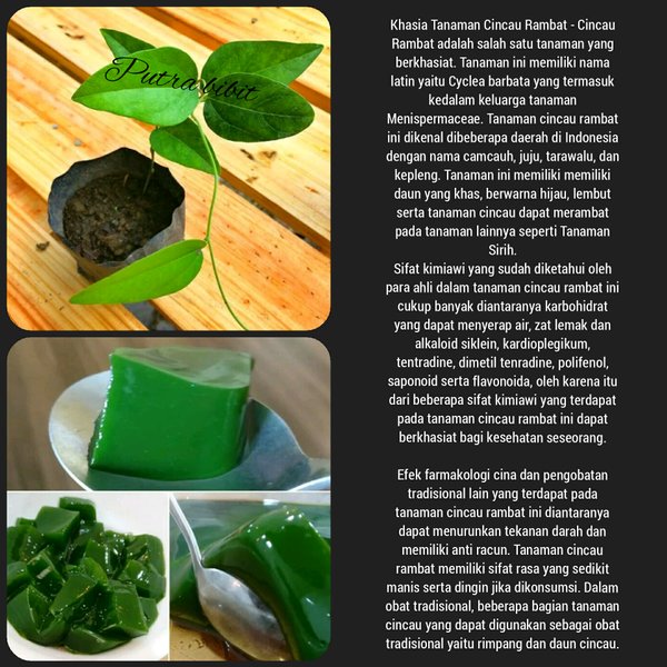 Bibit Tanaman Cincau Jelly Rambat - Pohon Daun Cincau Hijau Herbal-bibit pohon