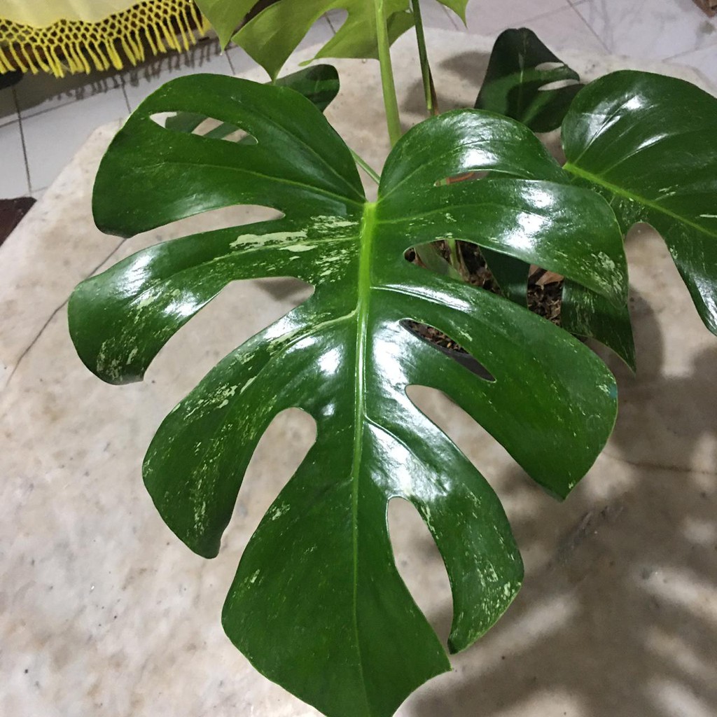 Monstera Varigata Philodendron Monstera Deliciosa Variegata Stock Hanya 1 Shopee Indonesia