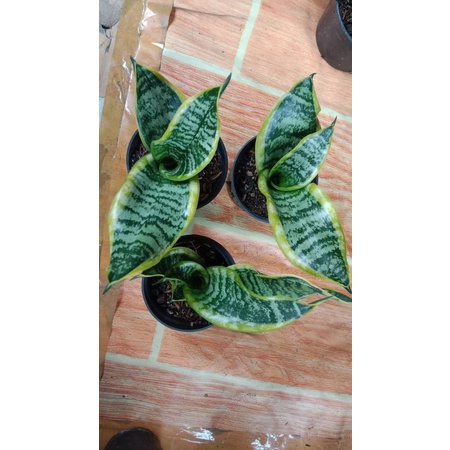 Sansivera Trifasciata Dwarf