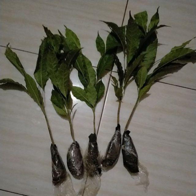 Bibit Tanaman Tabebuya Sakura