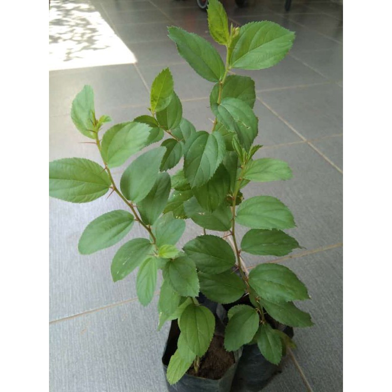 Pohon Bidara Arab / Bidara sidr / Bidara Arab asli tinggi 20-40cm