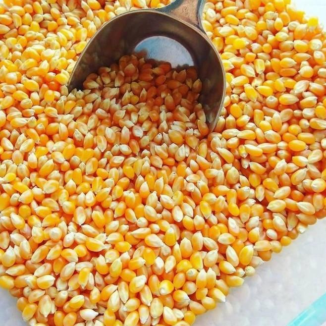 

TURUN HARGA Jagung popcorn mentah 1 Kg anti bantet AP005