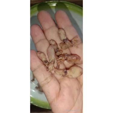 

baby cumi rebus laut