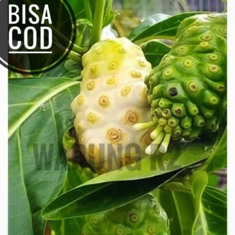 

BUAH MENGKUDU SEGAR 1 KG / BUAH PACE / BUAH NONI DAUN MENGKUDU