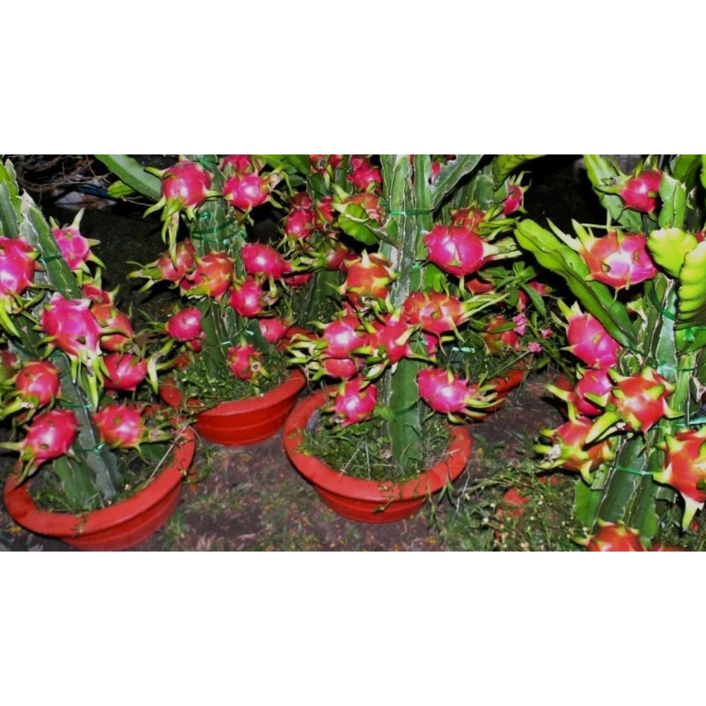 Biji Buah Naga Merah Bonsai - Bibit Tanaman Pohon Buah Naga Merah - Buah Naga Merah - COD
