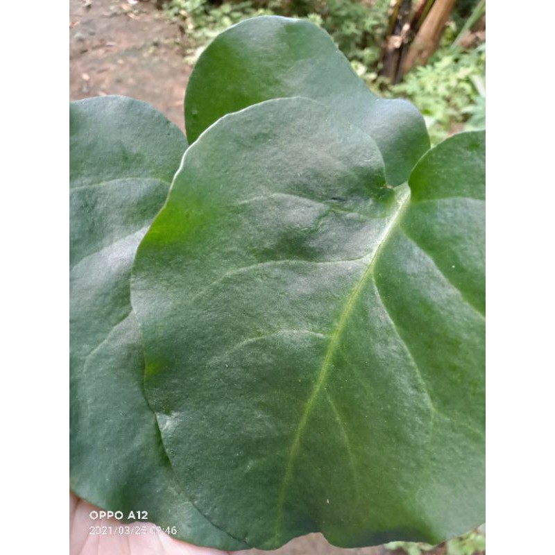 

daun binahong segar 500 gram