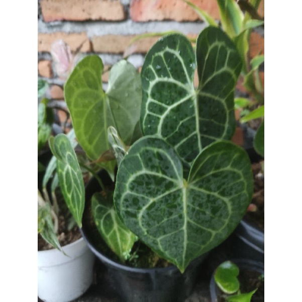 Anthurium Clarinervium seri Pagoda
