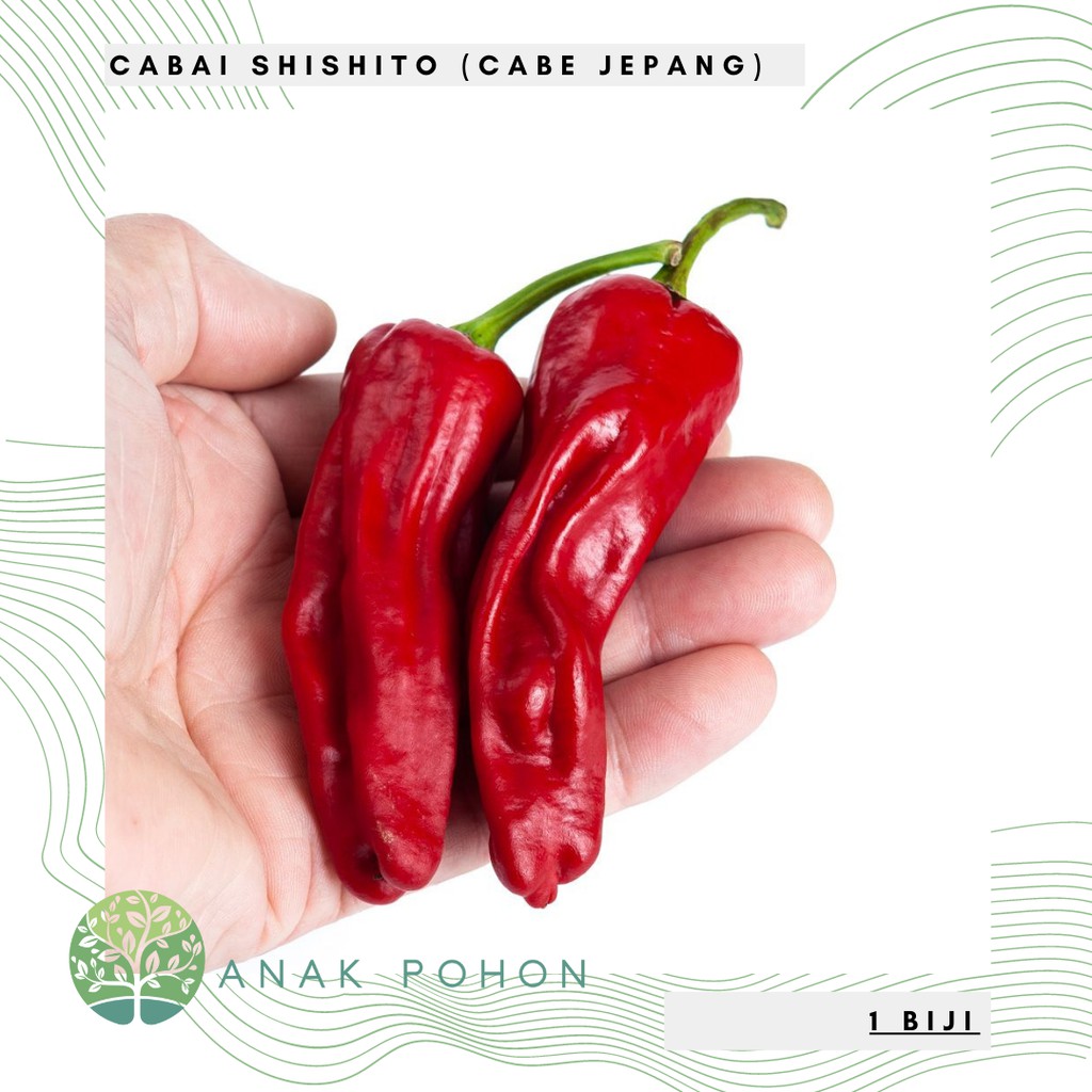 Benih Bibit Biji - Cabai Shishito Cabe Jepang Pepper Seeds