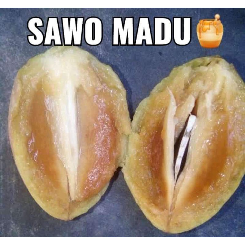

sawo madu 1kg