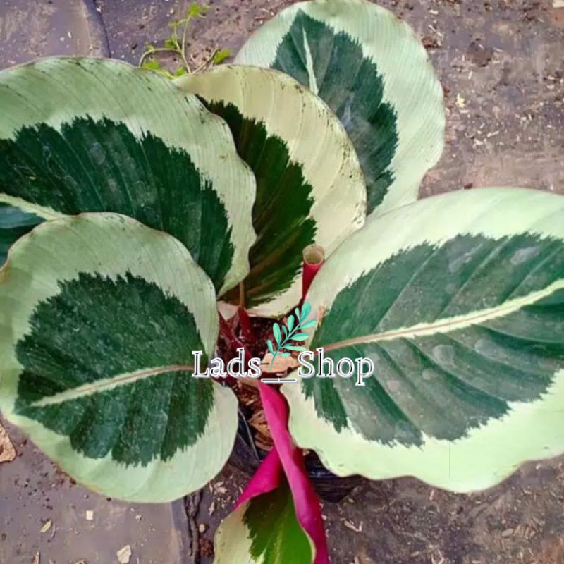 Tanaman Hias Calathea Marion - Calathea Marion