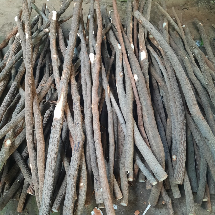 TANGKRINGAN BURUNG KAYU ASEM JAWA 65 CM