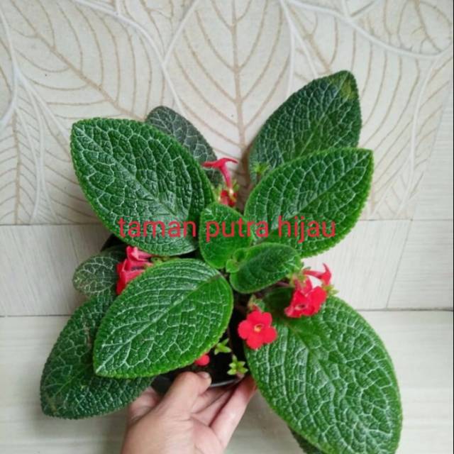Tanaman hias episcia/Tanaman Hidup Episcia